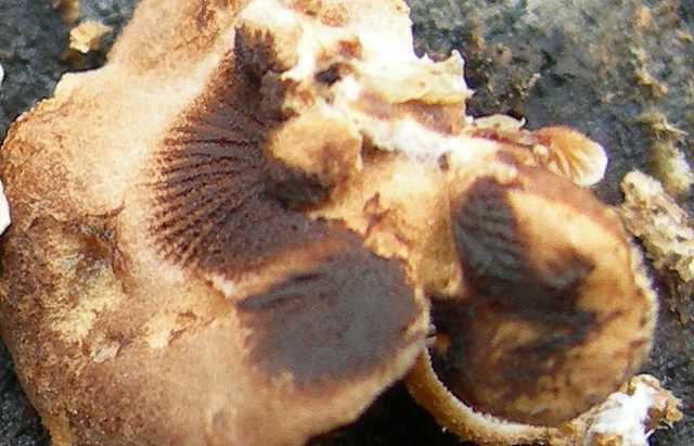 Melanotus horizontalis   (Bull.)    P.D. Orton